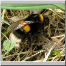 Bombus terrestris - Erdhummel 07.jpg